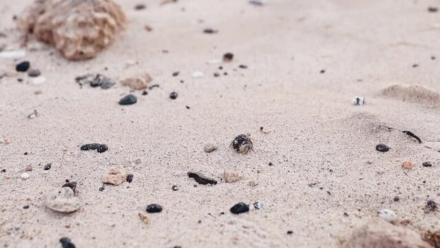 Many hermit crabs crawl on the sand on the sea coast. The beach of the Egyptian resort is covered with small hermit crabs. High quality FullHD footage