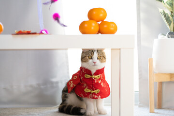 chinese new year concept with cat wearing red chinese traditional cloth sit with red envelope orange and gold on table