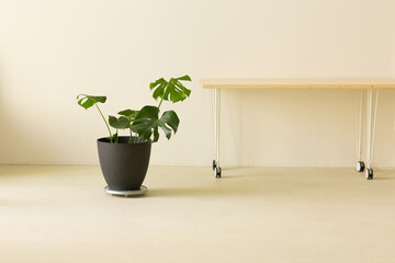 Minimalistic interior in details: wooden table on the wheels and Monstera plant.