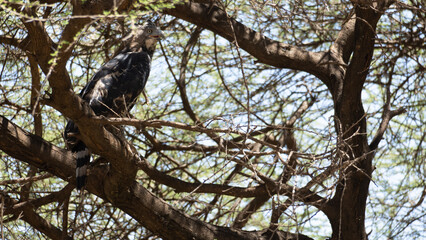 red tailed hawk