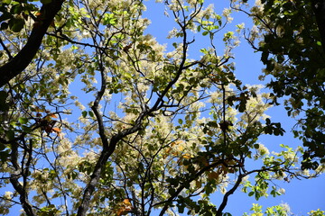 branches against blue sky