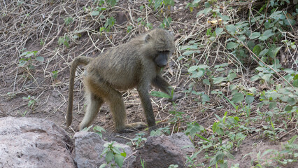 baboon sitting on the ground