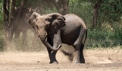 Fototapeta premium Elefantendusche Elephant shower