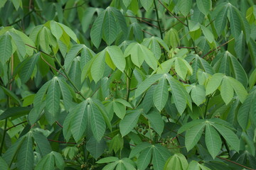 Cassava leaves on the tree. Indonesian call it singkong or ketela