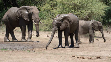 Fototapeta na wymiar elephants in the savannah