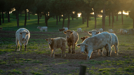 animals - paisagem 