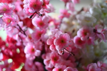 pink cherry blossom