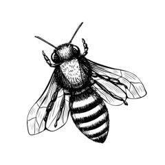 Bee in sketch style on black background. Nature vector vintage illustration design element set. Hand draw