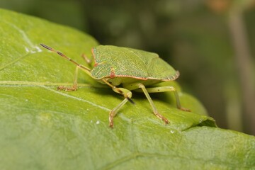 The green shield bug on a leaf