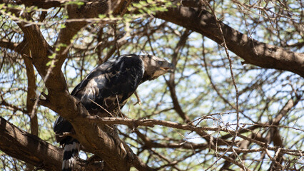 eagle in tree
