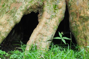 木の根の空洞に生える葉