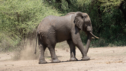 Fototapeta premium Elefantendusche Elephant shower