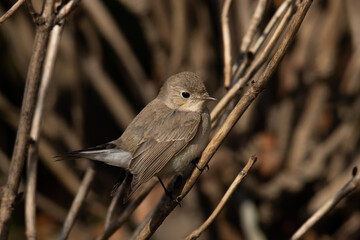 雑木林に溶け込むニシオジロビタキ