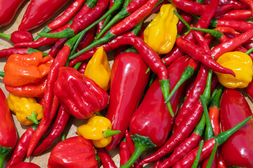 Variety of red, green, orange and yellow hot chili peppers on a wooden table