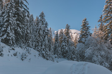 A picturesque shot of tall pine trees covered in snow in a forest in the French Alps mountains on a cold winter day (Devoluy, Hautes-Alpes)