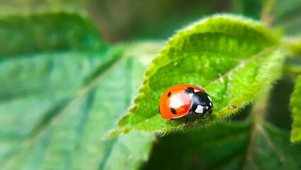 Macro closeup of a ladybug on green leaf. Coccinella septempunctata, the seven-spot ladybird