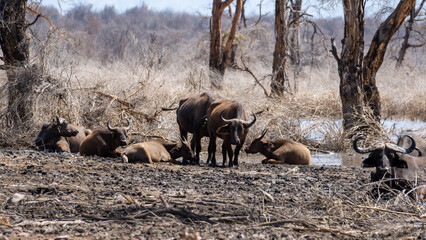 herd of wildebeest