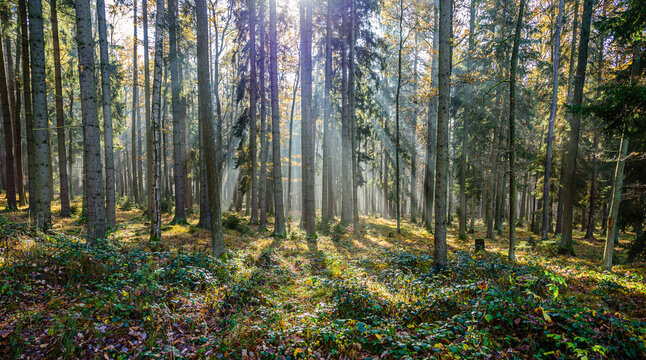 Beams of sun light shining through autumn mist in CHKO Brdy, Czechia.