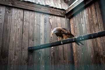 Milvus milvus in care of falconer
