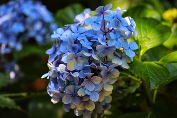 The beauty of Hortensias grown in Rio Grande do Sul, Brazil.