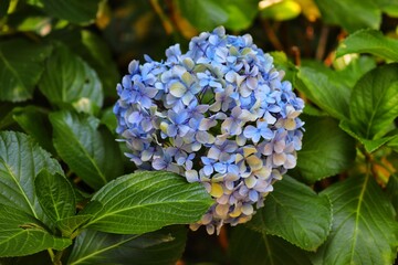 The beauty of Hortensias grown in Rio Grande do Sul, Brazil.