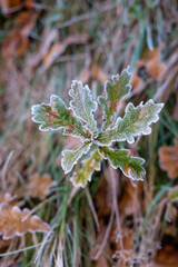 Frost on a leaf