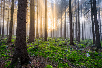 Beams of sun light shining through autumn mist in CHKO Brdy, Czechia.