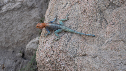 lizard on a stone