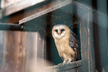 Tyto alba owl in care of falconer