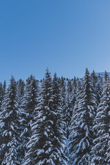 A picturesque shot of tall pine trees covered in snow in a forest in the French Alps mountains on a cold winter day (Devoluy, Hautes-Alpes)