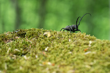 Morimus funereus, longhorn beetle in its natural habitat on a moss-covered log in a green spring forest - selective focus, space for text
