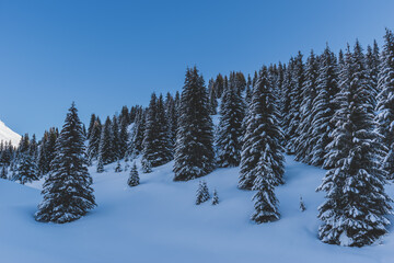 Fototapeta na wymiar A picturesque shot of tall pine trees covered in snow in a forest in the French Alps mountains on a cold winter day (Devoluy, Hautes-Alpes)