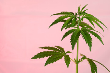 Young cannabis plant isolated on a pink background. Selective focus.