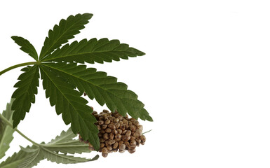 A bunch of hemp seeds and a cannabis plant. Isolated on white background.