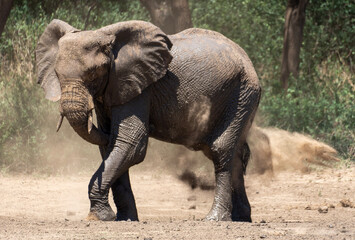 Elephant Shower Elefantendusche mit Sand