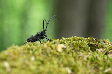 Morimus funereus, longhorn beetle in its natural habitat on a moss-covered log in a green spring forest - selective focus, space for text