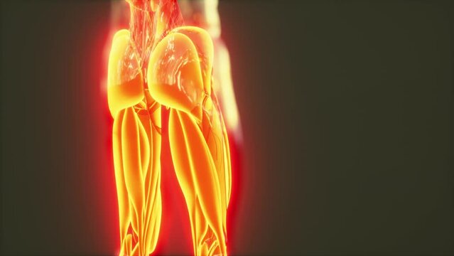Digital scan of human muscular system
