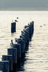 Seagulls sitting on the pier pillars in the Adriatic sea