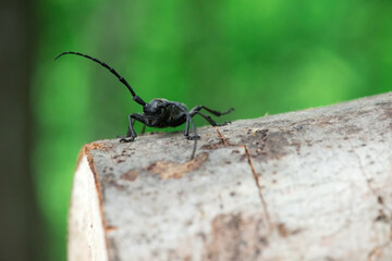 Morimus funereus, longhorn beetle in its natural habitat on a moss-covered log in a green spring forest - selective focus, space for text