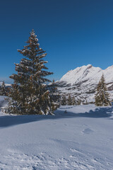 A picturesque landscape view of the French Alps mountains and tall pine trees covered in snow on a cold winter day (the Devoluy valley)