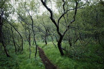 Fototapeta premium Iceland