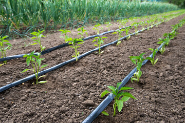 greenhouse with pepper plant and drip irrigation system- selective focus