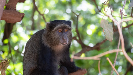 white tailed macaque