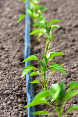 greenhouse with pepper plant and drip irrigation system- selective focus