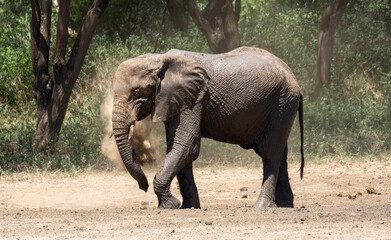 Elephant Shower Elefantendusche mit Sand