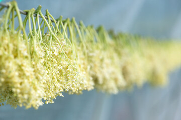Close up of dried elderberry plant which is used as an herb in medicine - selective focusq space for text