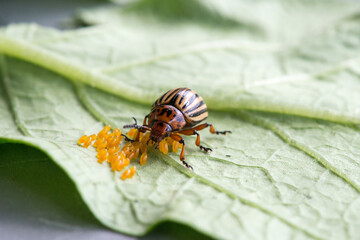 Close-up of a Colorado potato beetle and its eggs. Pest on potato plants. Selective soft focus, space for text