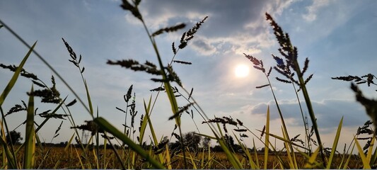 grass and sky