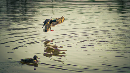 Lądowanie kaczki na wodzie