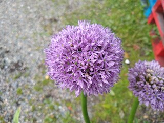 Allium 'Gladiator'